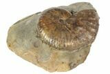 Cretaceous Fossil Ammonite (Jeletzkytes) - South Dakota #189336-1